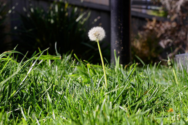 Mowing the lawns will give your property a great feel from the curbside